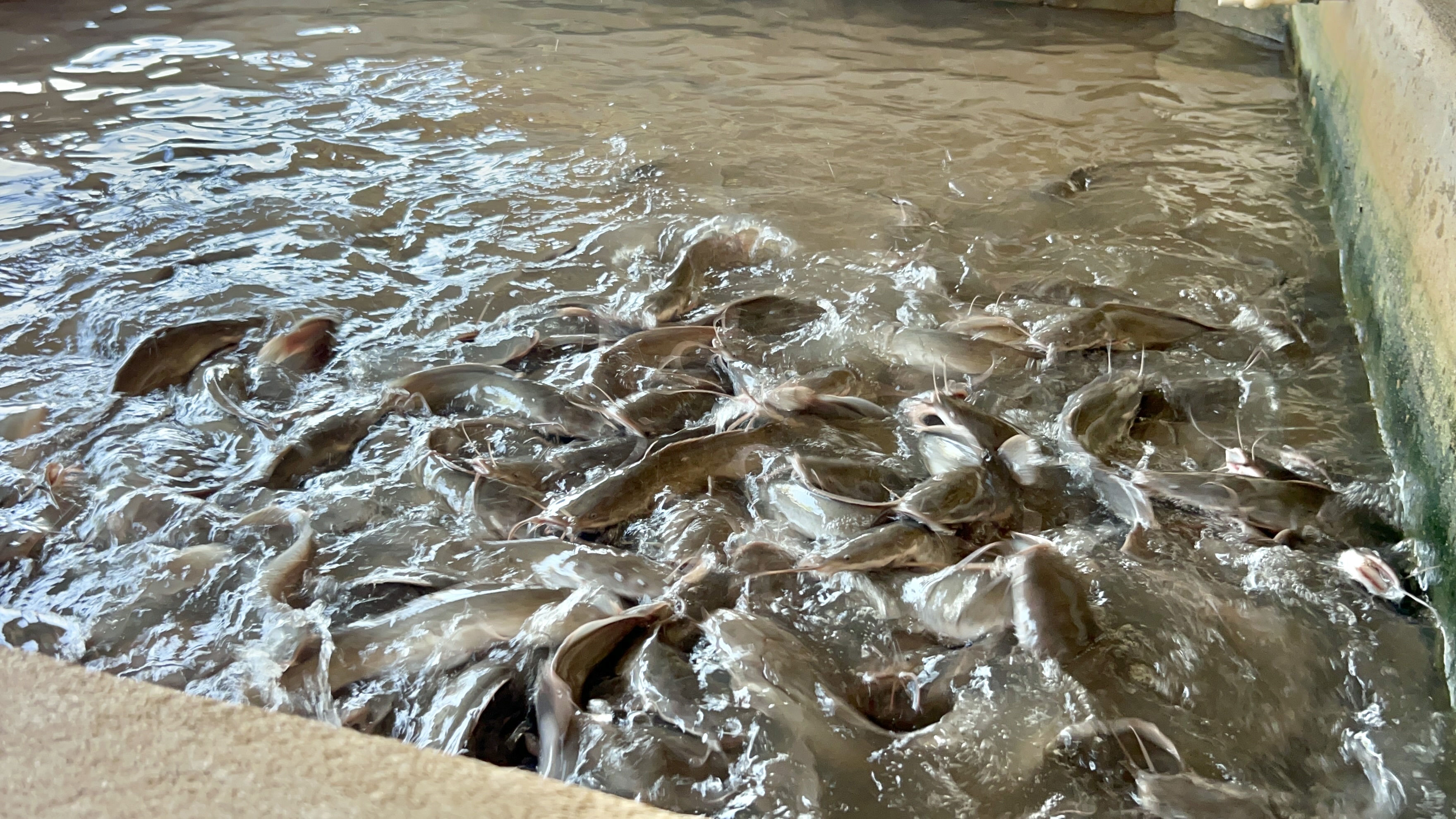 Farm Fresh, Resort Ready